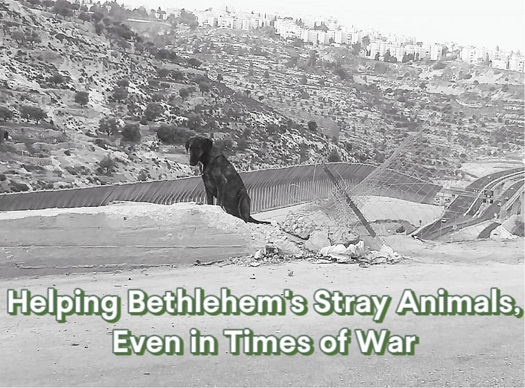 Bethlehem's Stray Animals